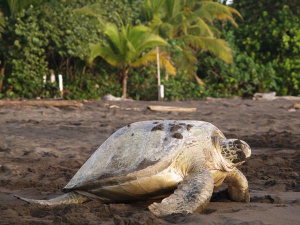 Costa Rica vacation, tailor made