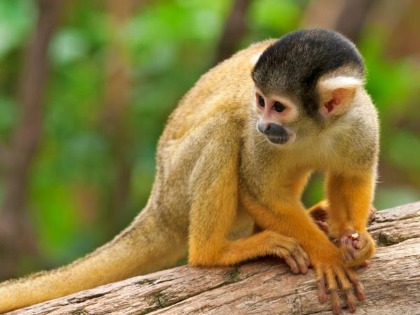 Costa Rica vacation, tailor made