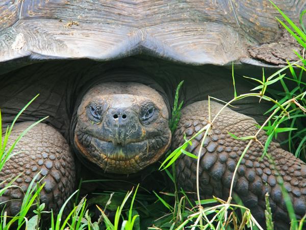 Galapagos Islands cruise, on a shoestring