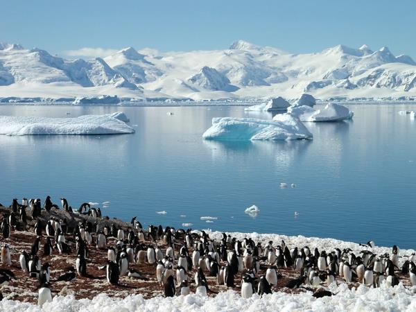 Antarctica Peninsula, Falklands & South Georgia wildlife vacation