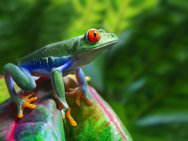 Costa Rica vacation, natural highlights