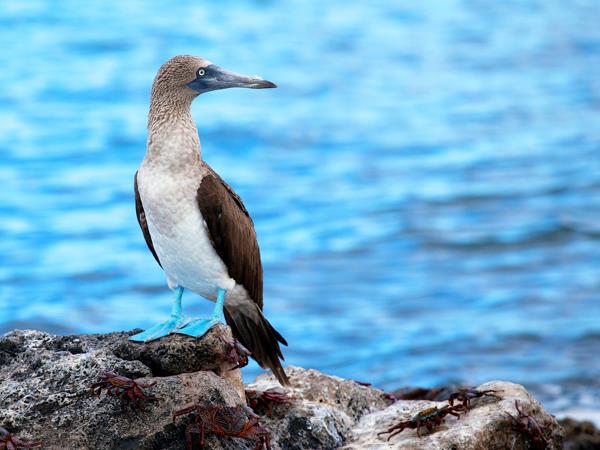 Ecuador and Galapagos Islands luxury vacation