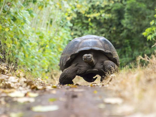 Ecuador and Galapagos Islands luxury vacation