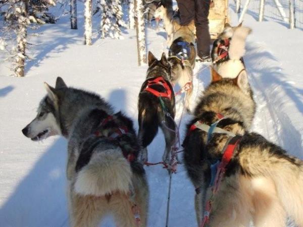 Tailor made vacation in Lapland