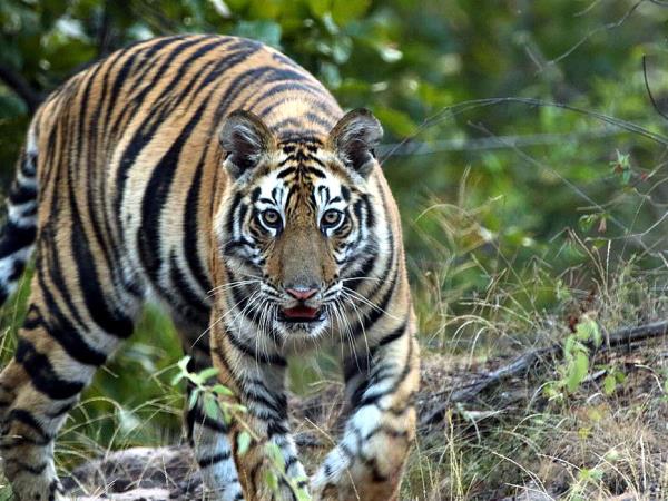 Tiger safari in India, Bandhavgarh & Kanha