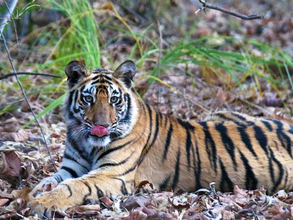 Tiger safari in India, Bandhavgarh & Kanha