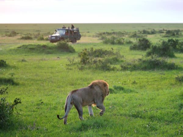 Kenya big five safari, tailor made