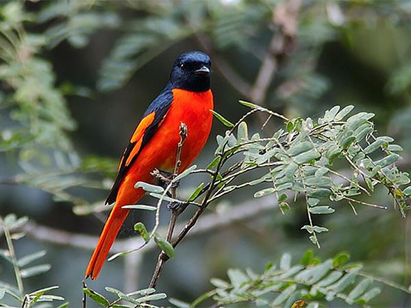 Sri Lanka birding & cultural tour