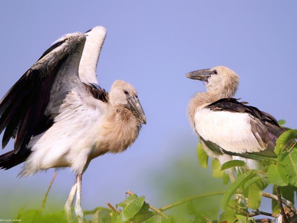 India wildlife safari tour of Kaziranga