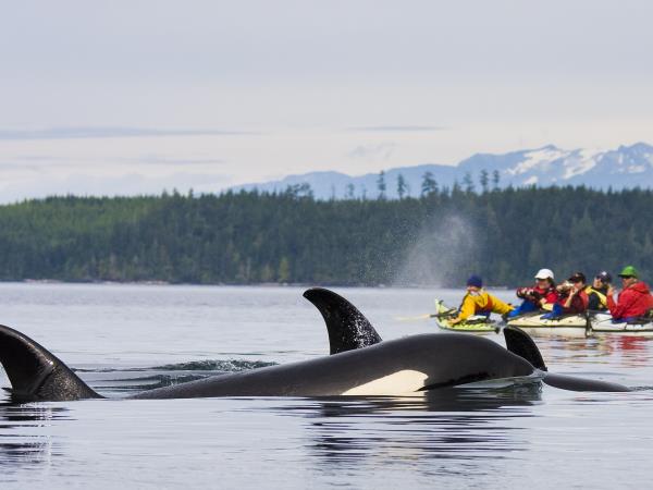 Kayak with orcas vacation in Canada