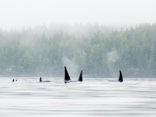 Kayak with orcas vacation in Canada