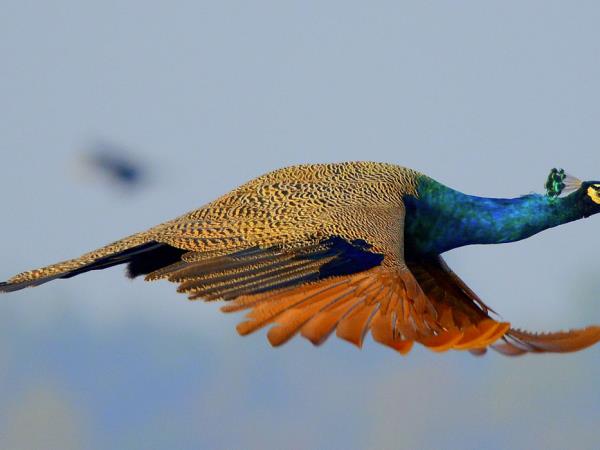 Tiger safari in India, Bandhavgarh & Kanha