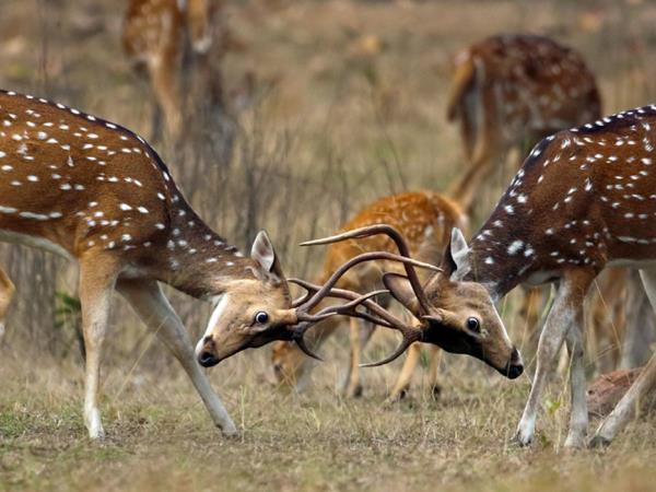 Tiger safari in India, Bandhavgarh & Kanha