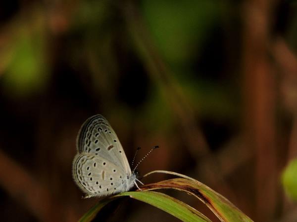 Satpura tiger reserve safari in India