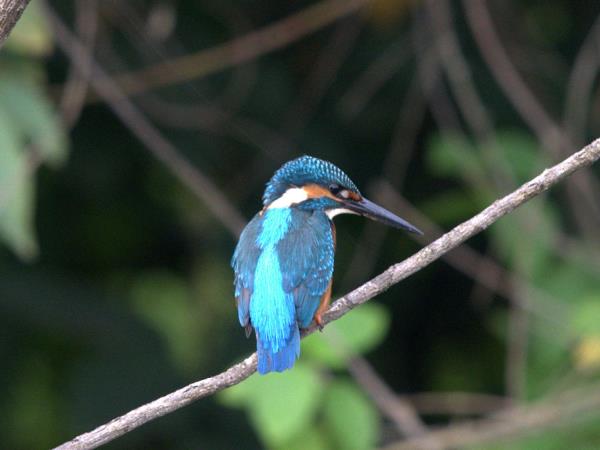 Satpura tiger reserve safari in India