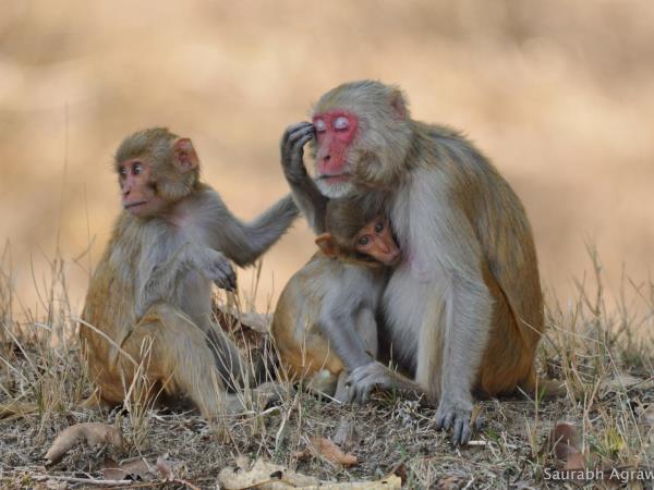 Satpura Reserve Tiger safari in india