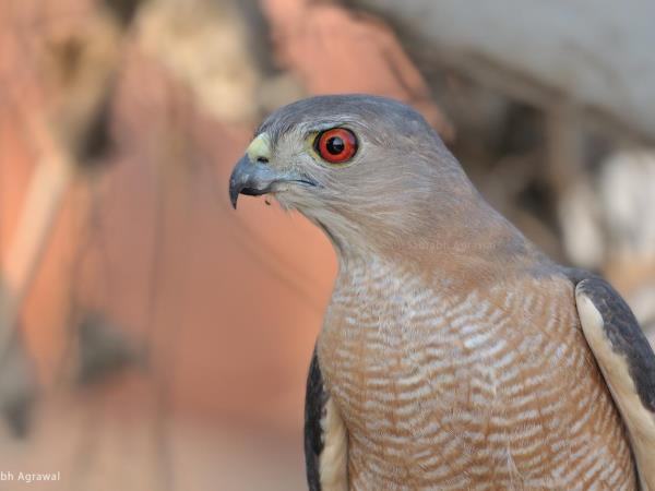 Satpura Reserve Tiger safari in india
