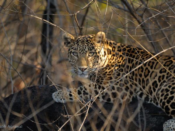 Satpura Reserve Tiger safari in india