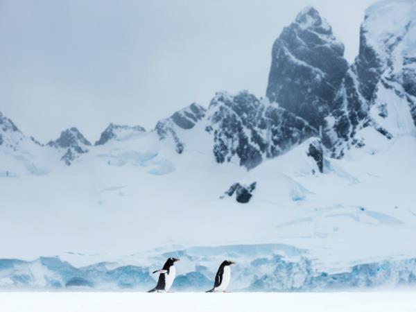 Antarctic Peninsula Cruises