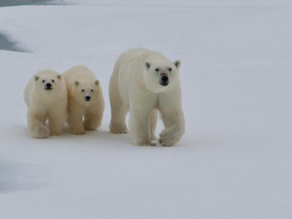 Baffin Island cruising expedition, Canada