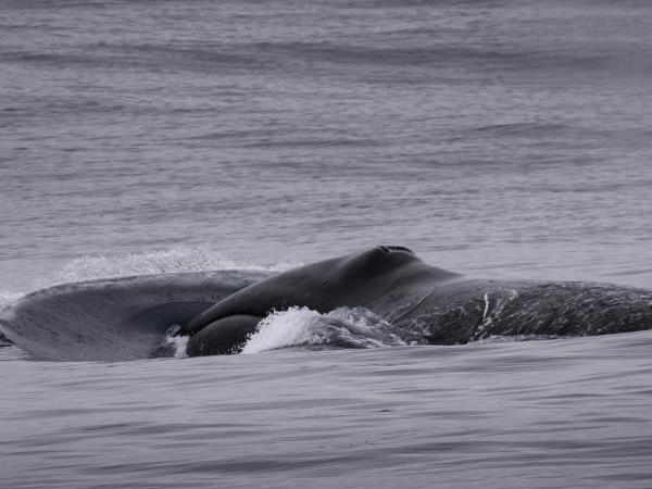 Baffin Island cruising expedition, Canada