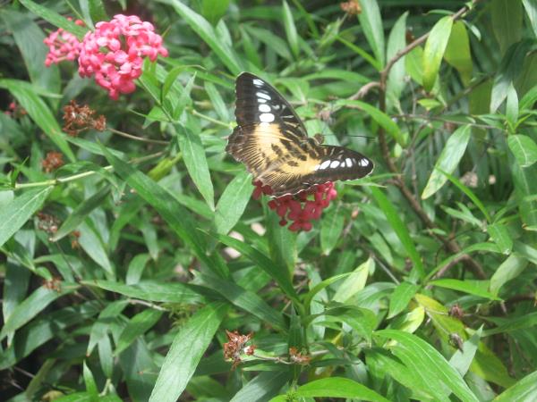 Dominica ecolodge vacation