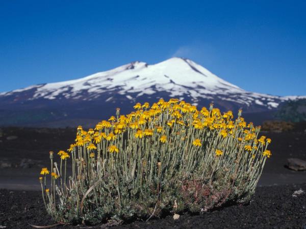 Chile vacation, 21 days south to north