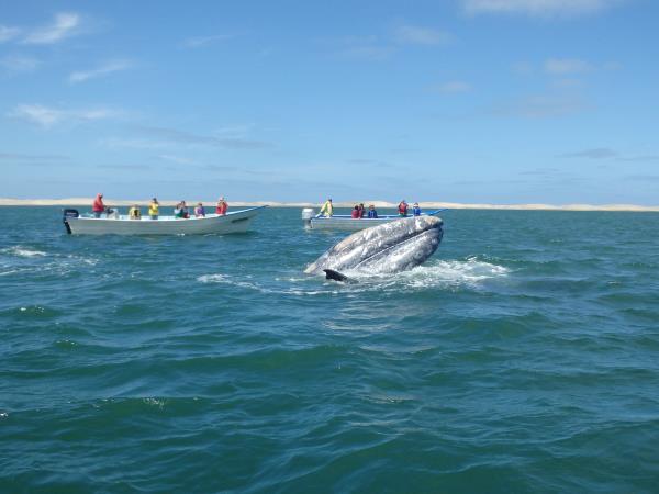 Baja & the Sea of Cortes adventure cruises, Mexico