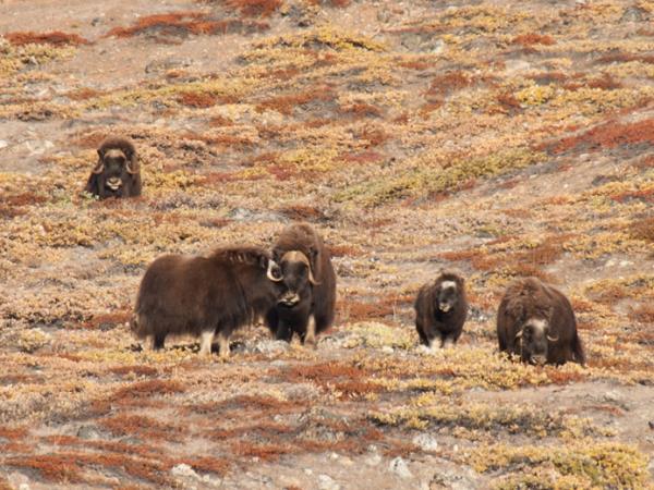 East Greenland cruise