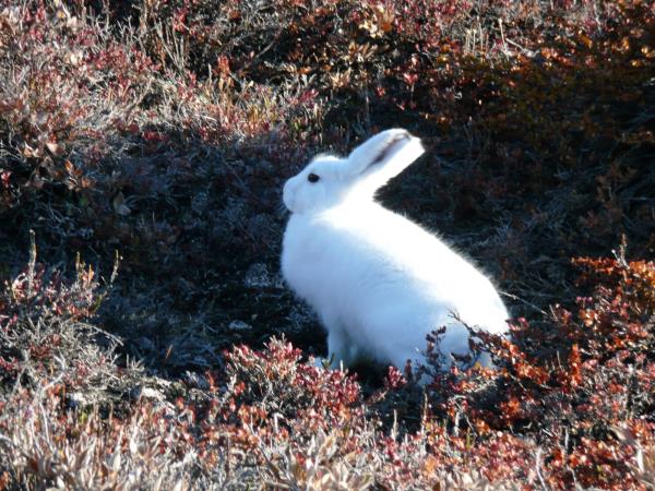 East Greenland cruise