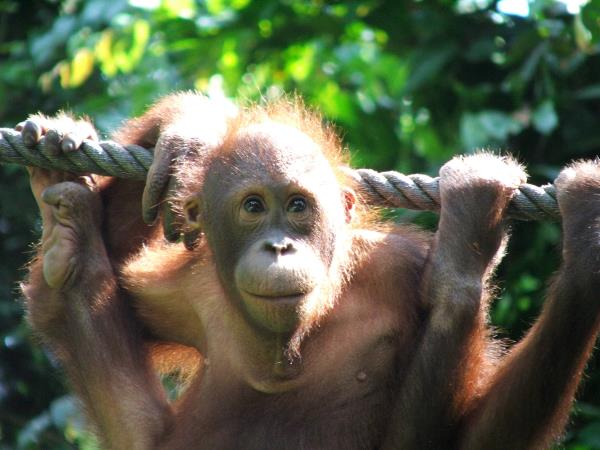 Borneo tour, Great Apes and Beach escapes