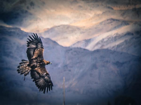 Mongolia tour, hunting with Eagles