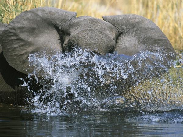 Botswana Fly-In Luxury Safari