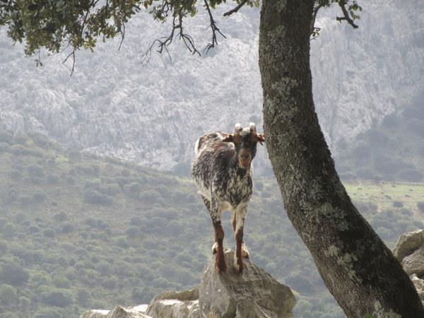 Walking vacation in Grazalema, Andalucia, Spain