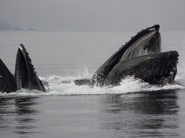 Southeast Alaska cruise