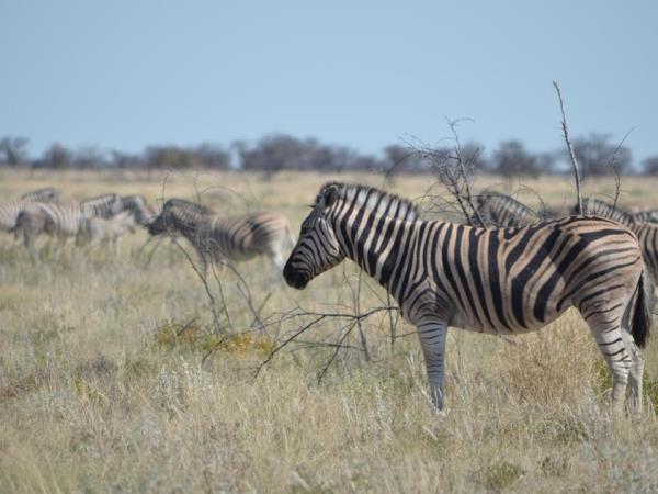 Namibia highlights tour