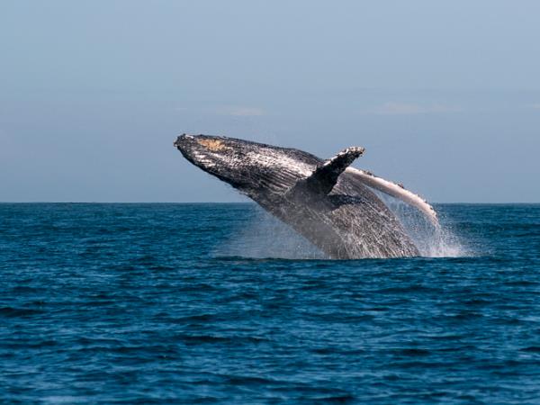 Luxury Madagascar vacation, wildlife and beaches