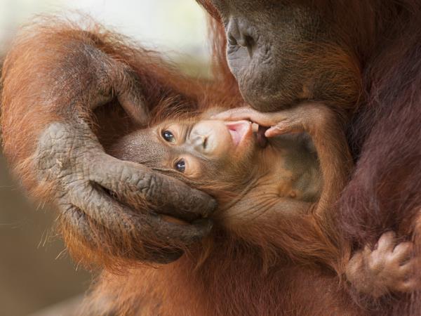 Orangutan photography in Borneo