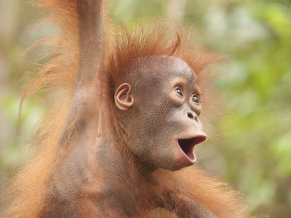 Orangutan photography in Borneo