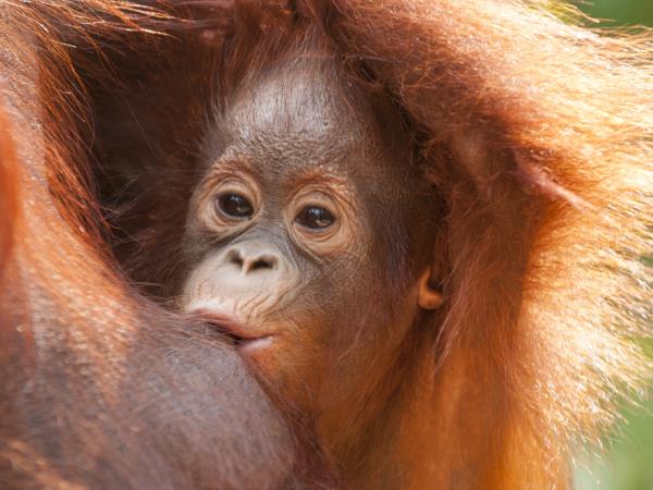 Orangutan photography in Borneo