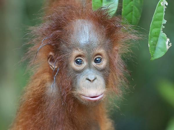 Orangutan photography in Borneo