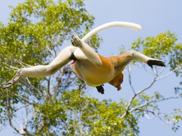 Orangutan photography in Borneo