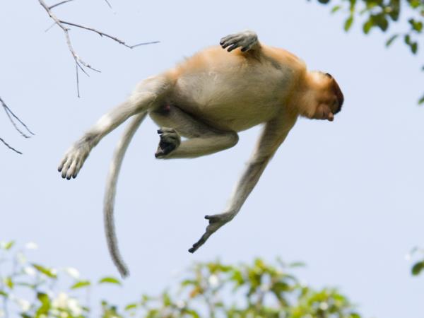 Orangutan photography in Borneo