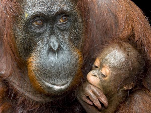 Orangutan photography in Borneo