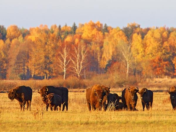 Poland bison safari in the Primeval Forest