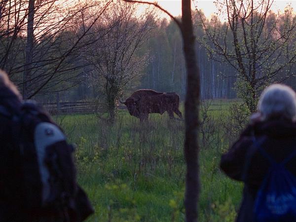 Poland bison safari in the Primeval Forest