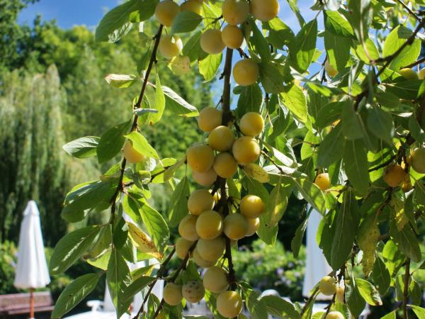 Vegetarian vacations in France