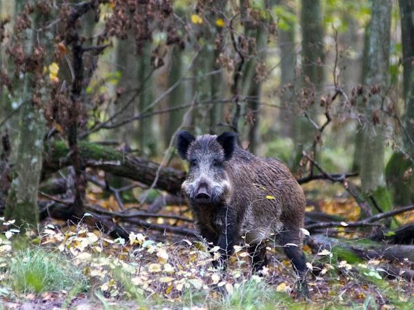 Poland bison safari in the Primeval Forest