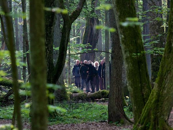 Poland bison safari in the Primeval Forest