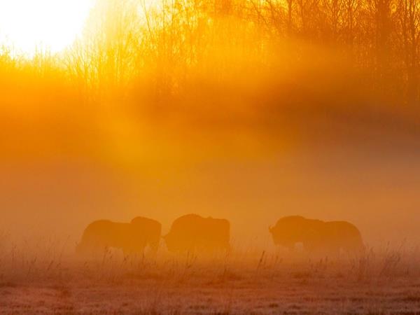 Poland bison safari in the Primeval Forest